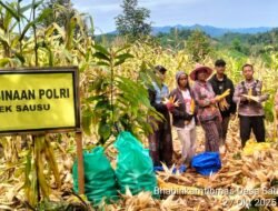 Bhabinkamtibmas Sausu Auma Panen Jagung Kuartal III, Wujud Nyata Dukungan Polri terhadap Ketahanan Pangan