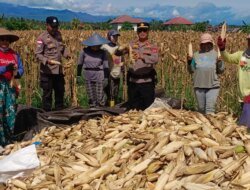 Kapolsek Yakobus Manghopo Pimpin Panen Jagung Binaan Kepolisian Negara Republik Indonesia, Dorong Ketahanan Pangan Desa di Parigi Moutong