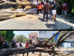 Pohon Tumbang di Parigi Makan Korban, Satu Anak Meninggal Dunia