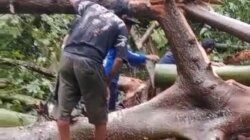Pohon Tumbang Timpa Gazebo di Taman Tadulako Tinombo, Satu Orang Tewas dan Dua Luka-Luka