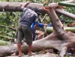 Pohon Tumbang Timpa Gazebo di Taman Tadulako Tinombo, Satu Orang Tewas dan Dua Luka-Luka