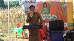 Panen Jagung 14 Ton per Hektare di Lobu, Parigi Moutong Dorong Hilirisasi dan Penguatan Ekonomi Desa