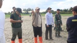 Banjir Torue Rusak Sawah Siap Panen, Pemkab Parigi Moutong Prioritaskan Perbaikan Tanggul dan Drainase
