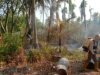 Kebakaran Kebun Kelapa di Lambunu Utara Padam, Sekitar 1 Hektare Lahan Terbakar