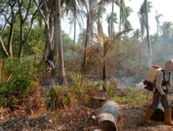 Kebakaran Kebun Kelapa di Lambunu Utara Padam, Sekitar 1 Hektare Lahan Terbakar